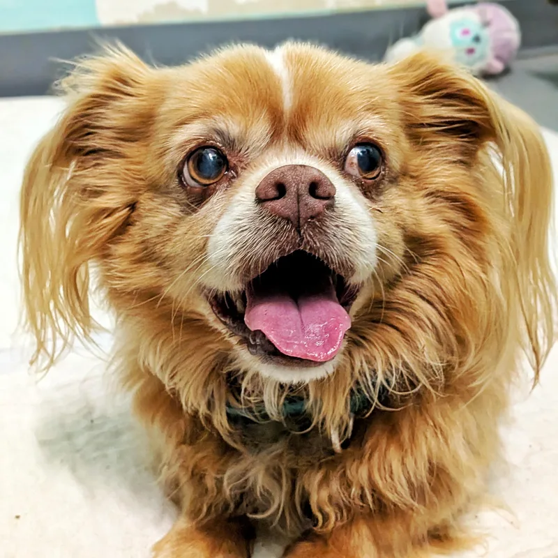 Pete & Pedro thumbnail 3