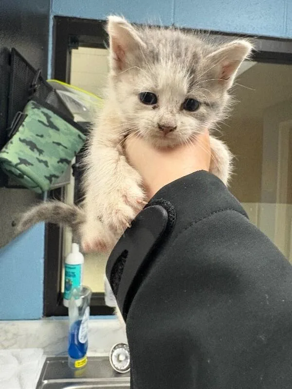 A young medium-sized male White Domestic Short Hair cat named Spot for adoption in Supply, NC
