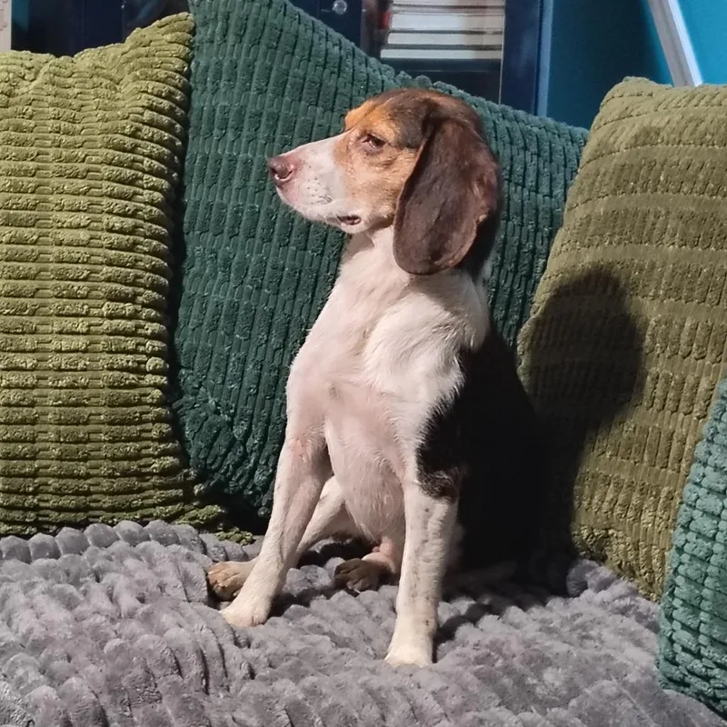 An adult small-sized female Tricolor (Brown, Black, & White) Beagle dog named Babka for adoption in Beulaville, NC