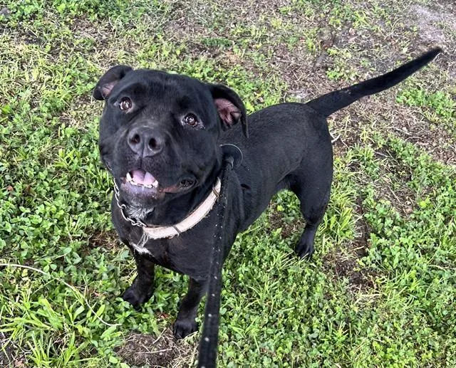 An adult medium-sized female Mixed Breed dog named Midnight for adoption in Jacksonville, FL