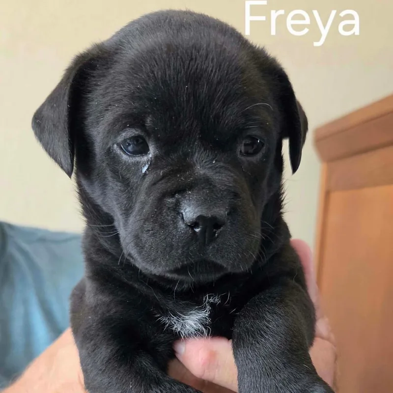 A baby small-sized female Shepherd dog named Freya for adoption in Wadena, MN