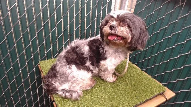 An adult medium-sized female Shih Tzu dog named Bella for adoption in Downey, CA