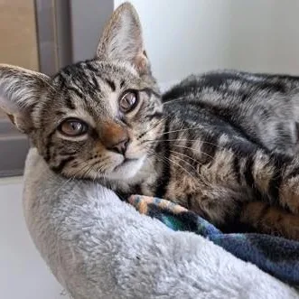 A young small-sized female Tabby (Brown / Chocolate) Domestic Short Hair cat named Rhea for adoption in Belmont, NY