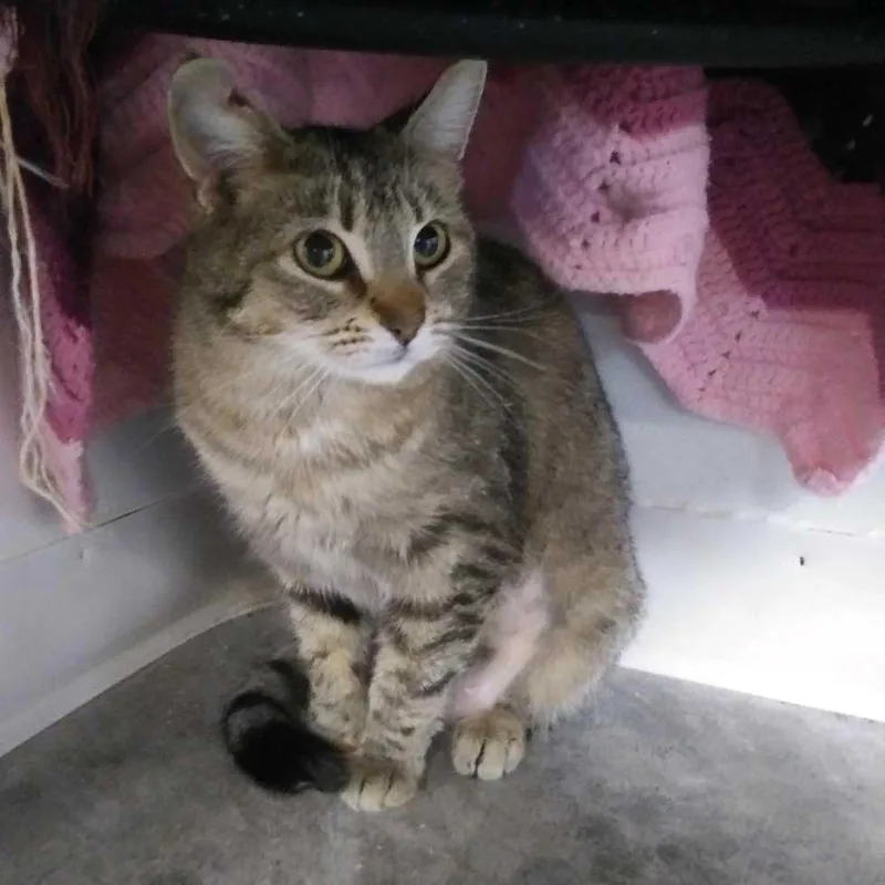 A young large-sized female Domestic Short Hair cat named Ciara for adoption in Hot Springs, SD