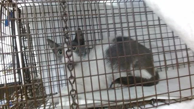 A baby small-sized female Domestic Short Hair cat named Lila for adoption in Miami, FL