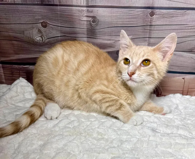 A baby medium-sized male Buff / Tan / Fawn Tabby cat named Spanky for adoption in Greensburg, PA