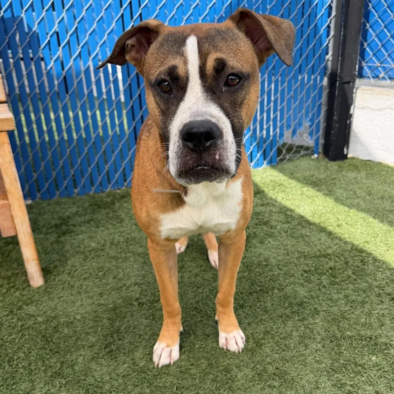 A young medium-sized male Brown / Chocolate Boxer dog named Diego for adoption in Long Beach, CA