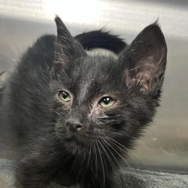 A baby small-sized female Black Domestic Short Hair cat named Azalea for adoption in Palm Springs, CA