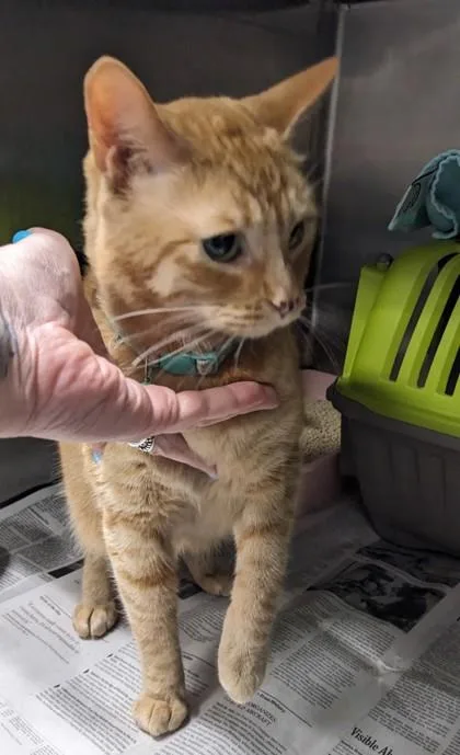 A baby small-sized female Domestic Short Hair cat named Ginger for adoption in Daytona Beach, FL