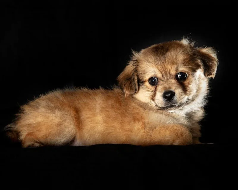 A baby small-sized male Brown / Chocolate Maltese dog named Bandit for adoption in Coachella, CA