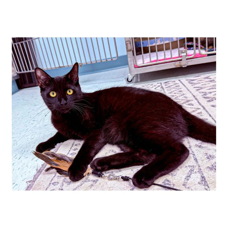 Thackery thumbnail 2