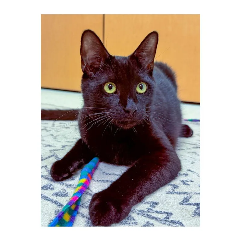 Thackery thumbnail 3