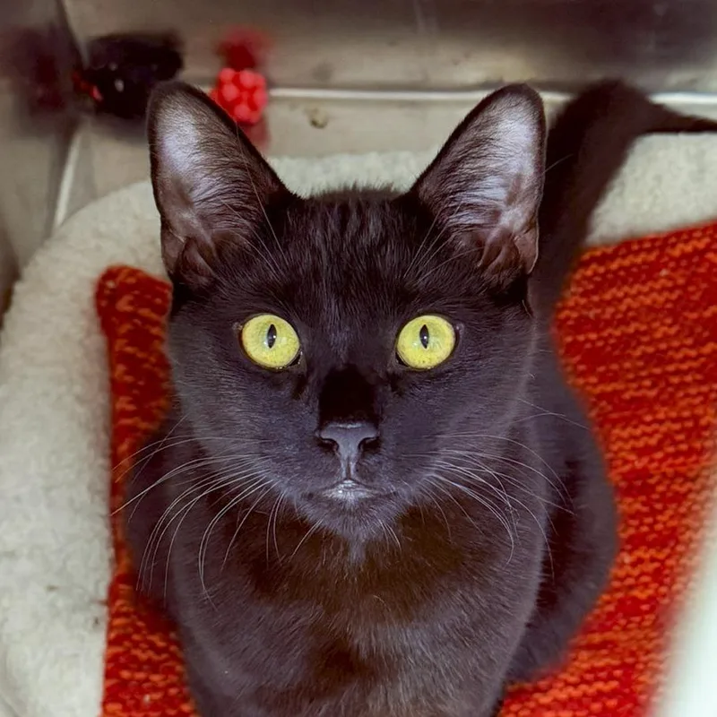 Thackery thumbnail 4