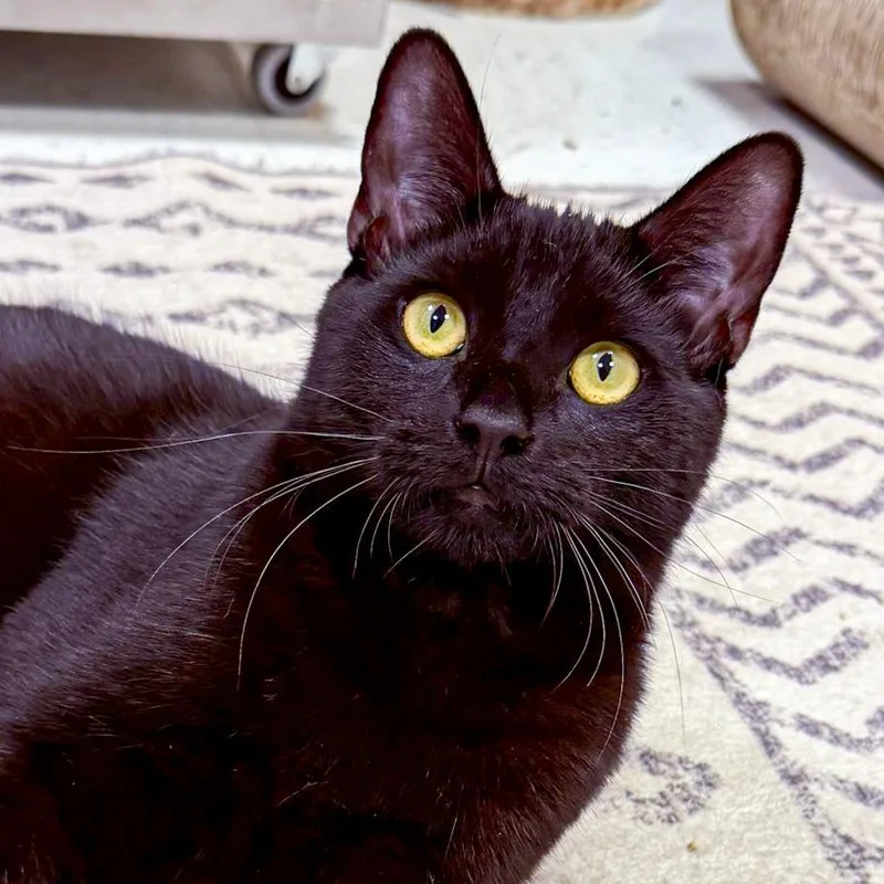 A baby large-sized male Black Domestic Short Hair cat named Thackery for adoption in Stamford, CT