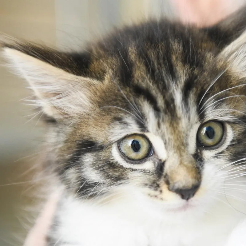 A baby small-sized female Black Domestic Long Hair cat named Violet for adoption in Redwood City, CA