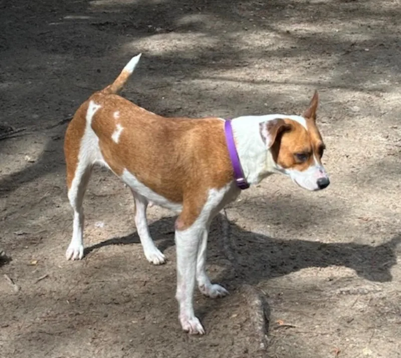 An adult medium-sized female Apricot / Beige Treeing Walker Coonhound dog named Dolce for adoption in Houston, TX