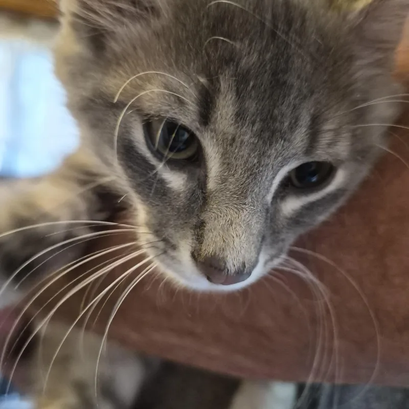 A baby small-sized male Gray / Blue / Silver Domestic Short Hair cat named No Name Yet for adoption in Richland, MI