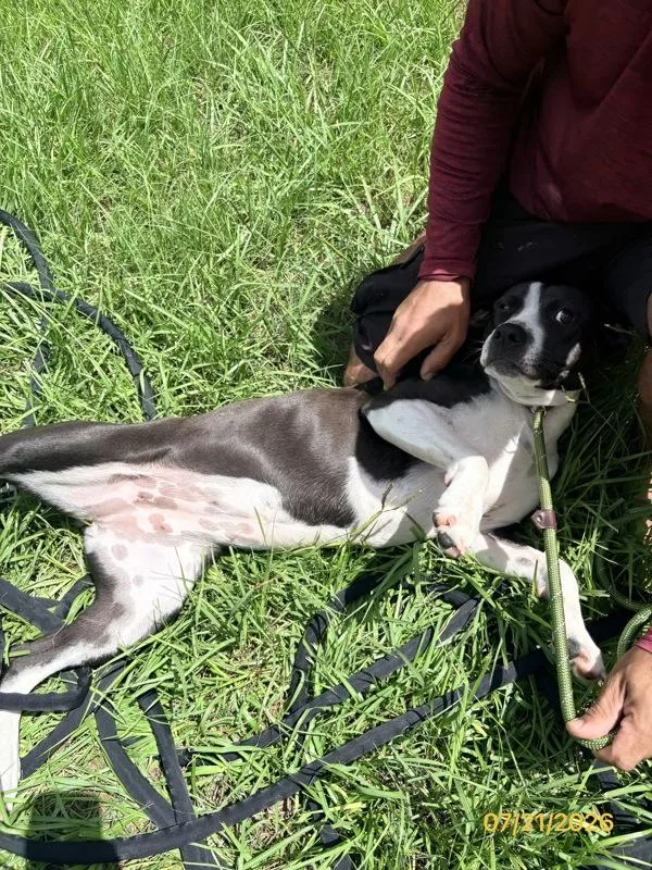 A young medium-sized female Mixed Breed dog named Nami for adoption in Melbourne, FL