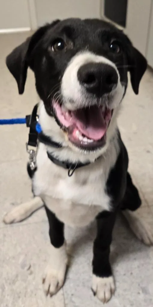 A baby medium-sized male Labrador Retriever dog named Percy for adoption in Sandusky, OH