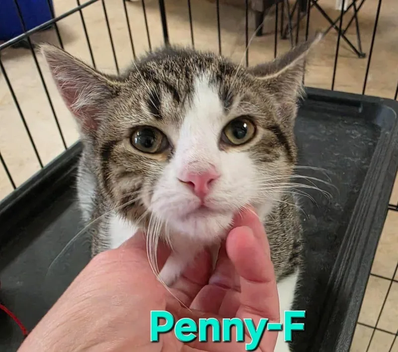 A baby medium-sized female Domestic Short Hair cat named Penny for adoption in Cloquet, MN