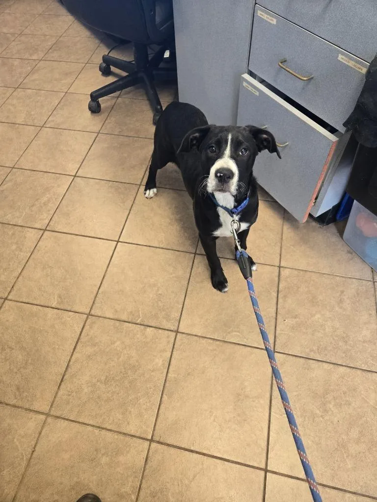 A baby medium-sized female Pit Bull Terrier dog named Betty for adoption in Marion, OH