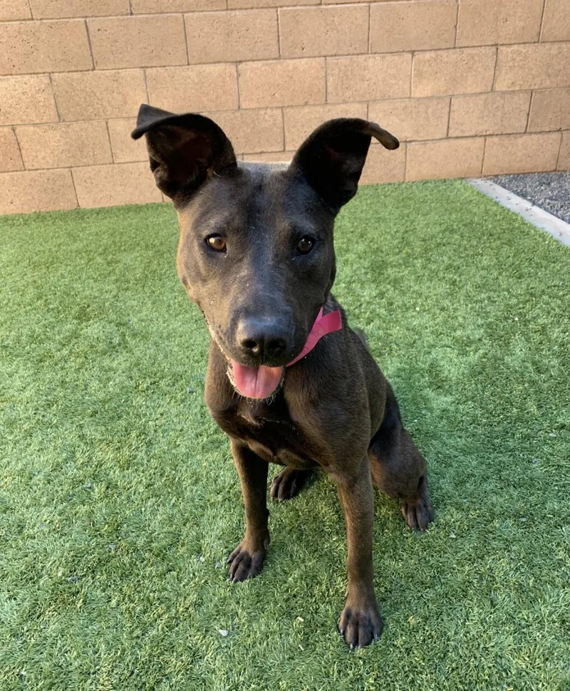 A young medium-sized female Black Pit Bull Terrier dog named RUBY. Happy  playful for adoption in San Marcos, CA