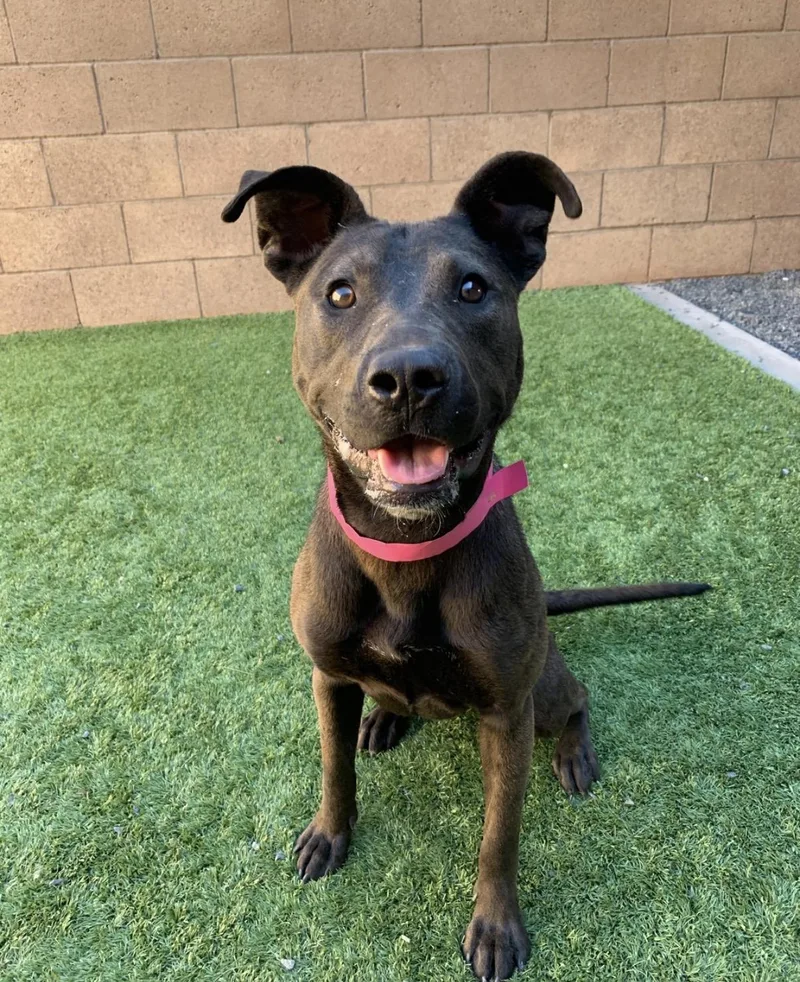 RUBY. Happy  playful thumbnail 3