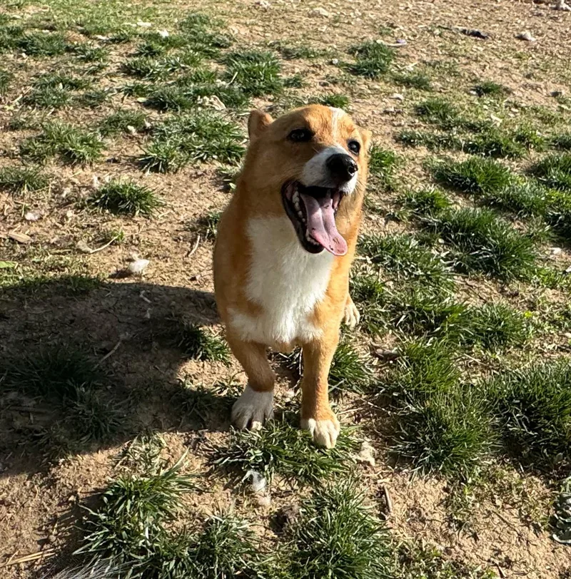 Grizzley thumbnail 2