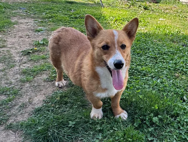 Grizzley thumbnail 3