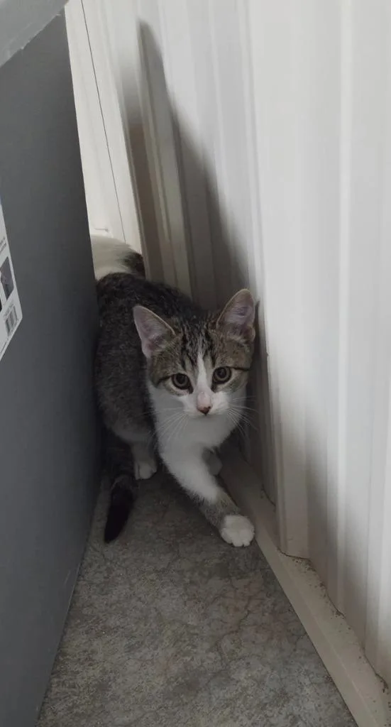 A baby medium-sized male Domestic Short Hair cat named Bond for adoption in Medford, WI