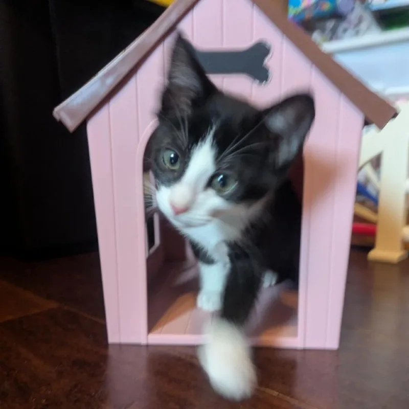 A baby small-sized male Black Domestic Short Hair cat named Da Nang for adoption in Westminster, CA