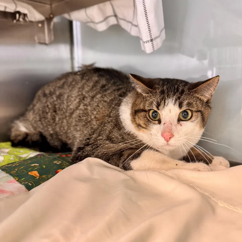 A young medium-sized male Domestic Short Hair cat named Rupert for adoption in Midland, MI