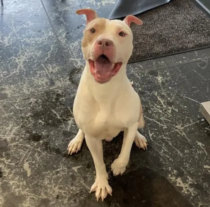 An adult medium-sized male Mixed Breed dog named Rex for adoption in Cincinnati, OH