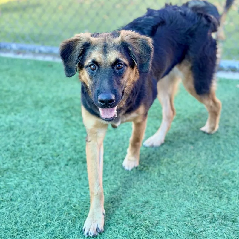 A young medium-sized female Black German Shepherd Dog dog named Princessa A for adoption in Mission Hills, CA