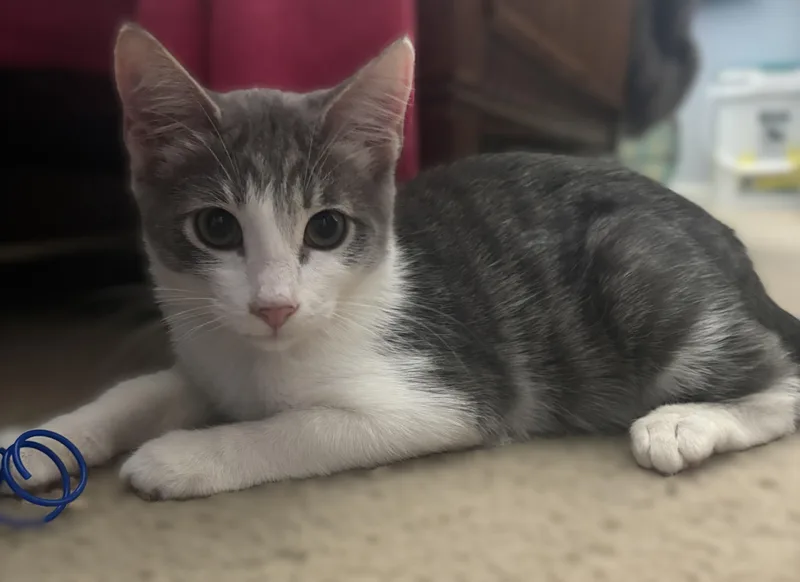 A baby medium-sized male Gray & White Tabby cat named Butters for adoption in Vacaville, CA