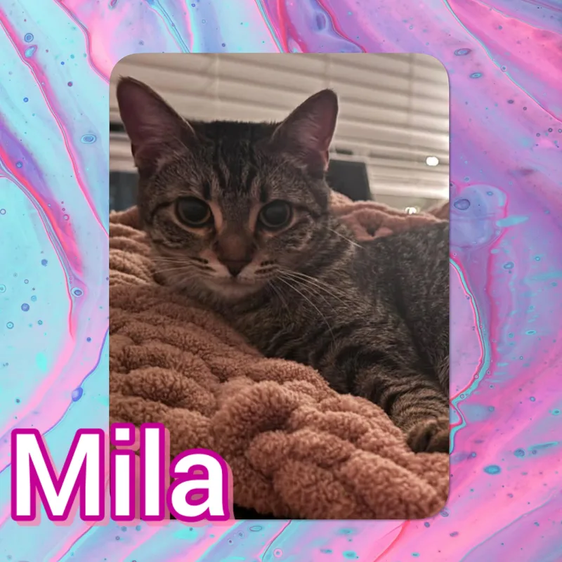 A young small-sized female Domestic Short Hair cat named Mila for adoption in Tucson, AZ