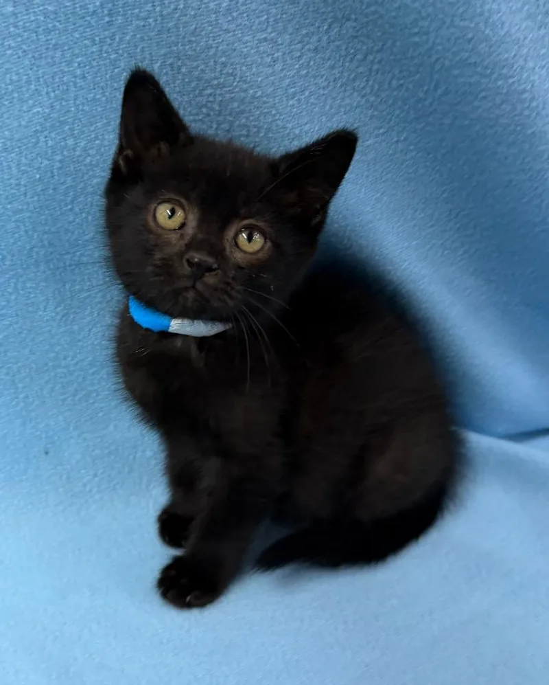 A baby small-sized male Domestic Short Hair cat named Dracula for adoption in Lagrange, IN