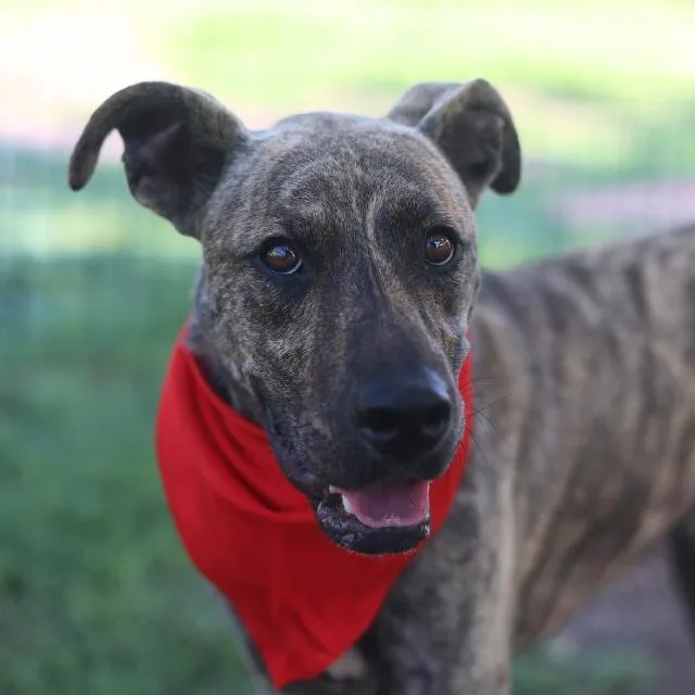 A young small-sized male American Staffordshire Terrier dog named Baraka for adoption in San Antonio, TX
