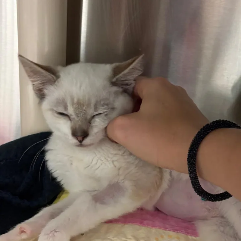A baby small-sized female Domestic Short Hair cat named Cream Puff for adoption in Hendersonville, NC