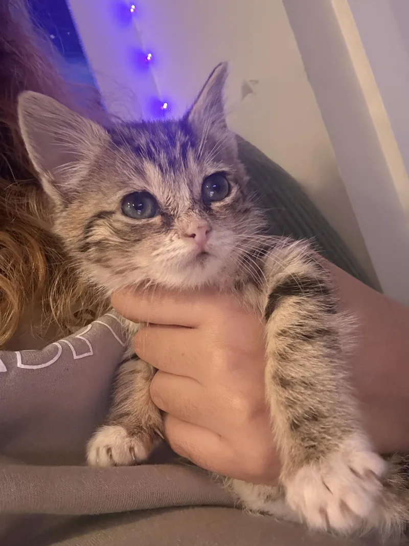 A baby small-sized male Tabby (Buff / Tan / Fawn) Domestic Short Hair cat named Speed for adoption in Bayonne, NJ