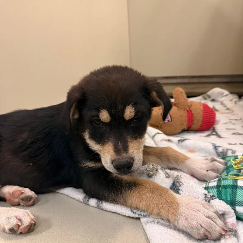 A baby small-sized male Black Shepherd dog named Katsu for adoption in Flagstaff, AZ