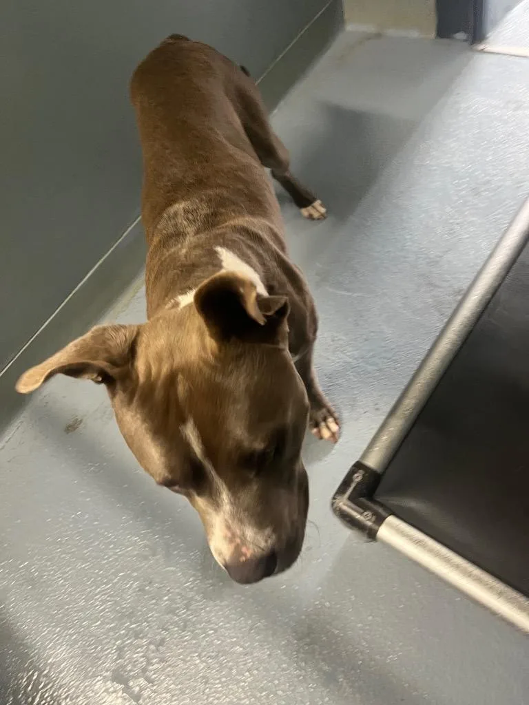 A young large-sized male Mixed Breed dog named Wilfred for adoption in Cartersville , GA