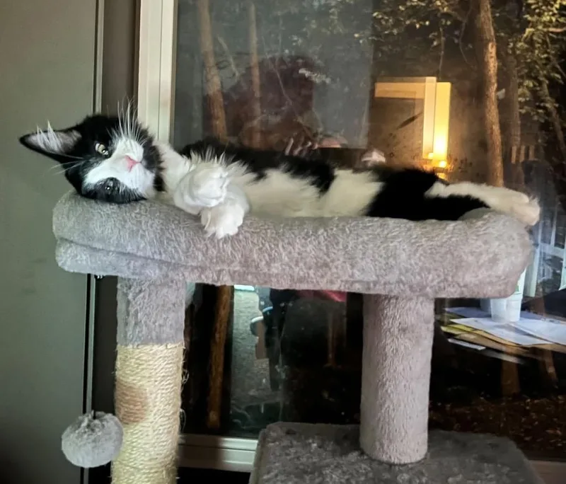 A baby medium-sized male Domestic Medium Hair cat named Elmo for adoption in Shawnee, KS