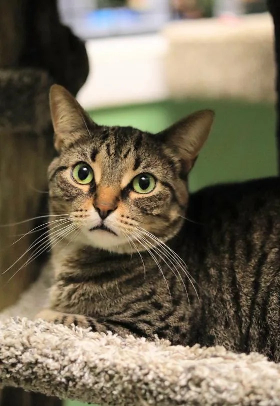 An adult medium-sized male Tabby (Brown / Chocolate) Domestic Short Hair cat named Toby for adoption in Chicago, IL