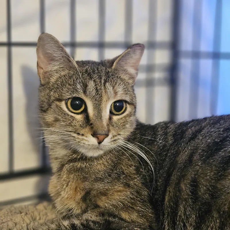 Ravina T.  Gentle thumbnail 2