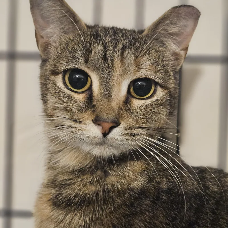 Ravina T.  Gentle thumbnail 3