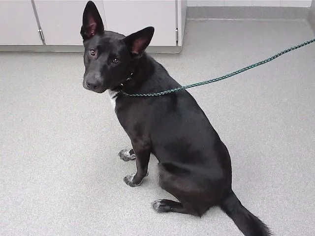 A young medium-sized female German Shepherd Dog dog named Sunny for adoption in Omaha, NE