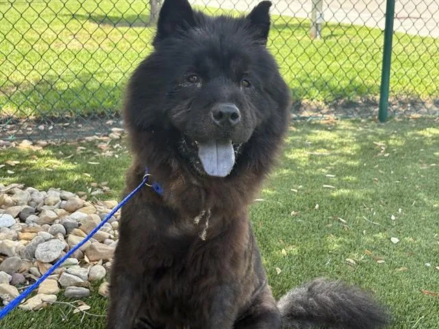 A young medium-sized male Chow Chow dog named Dumpling for adoption in Grand Prairie, TX