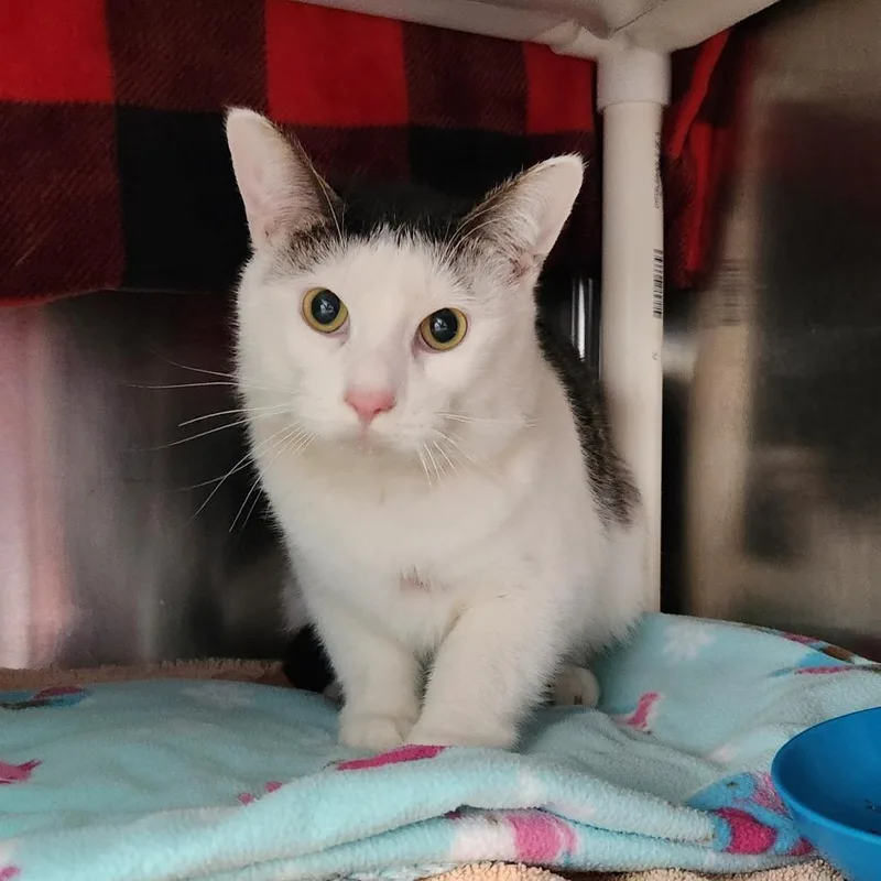 Hot Topic thumbnail 2