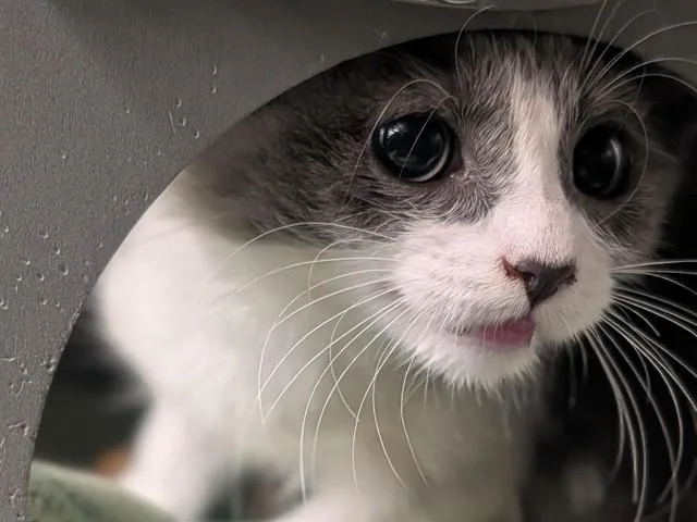 A baby small-sized female Domestic Medium Hair cat named Kristi for adoption in Palo Alto, CA